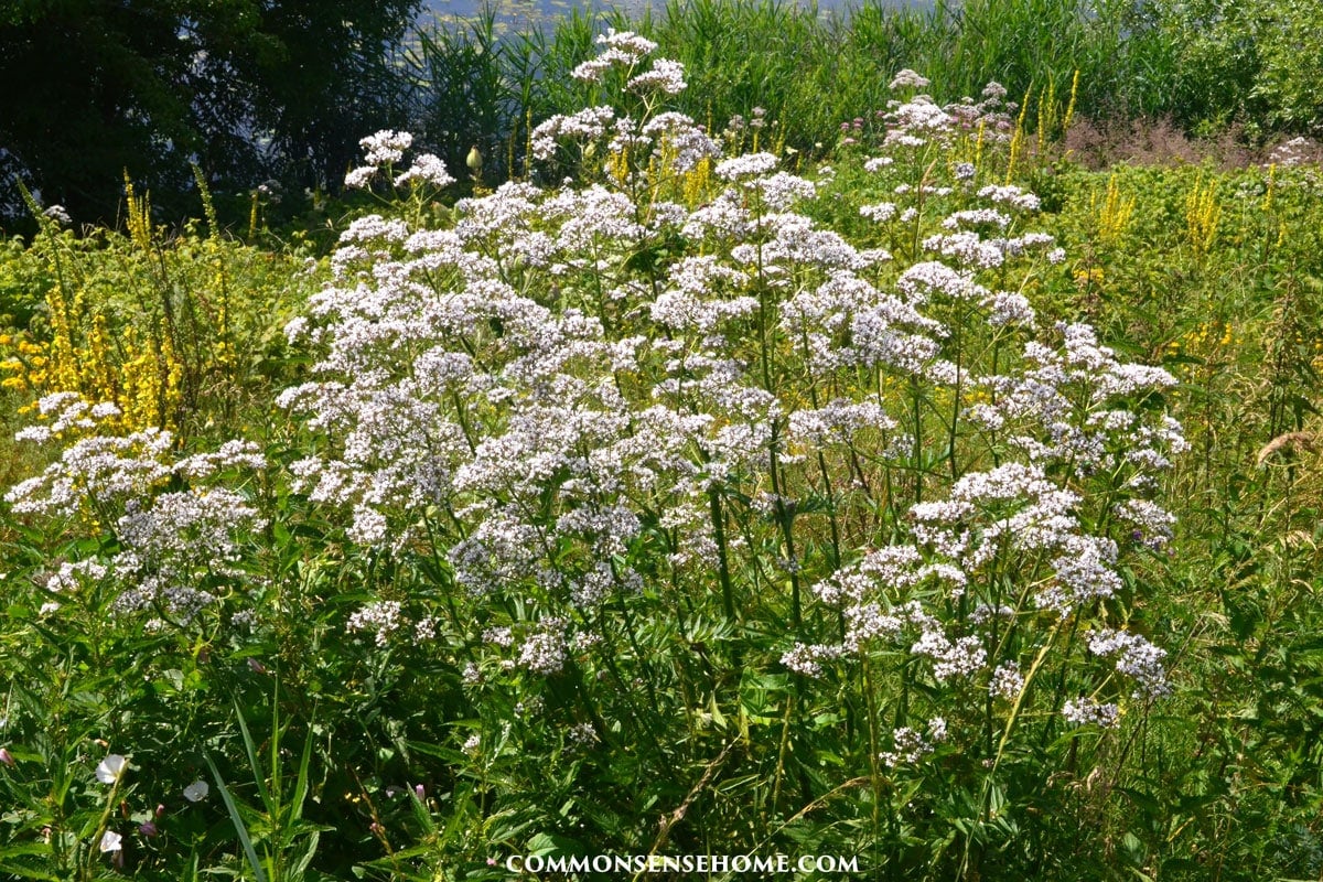 valerian plants in bloom