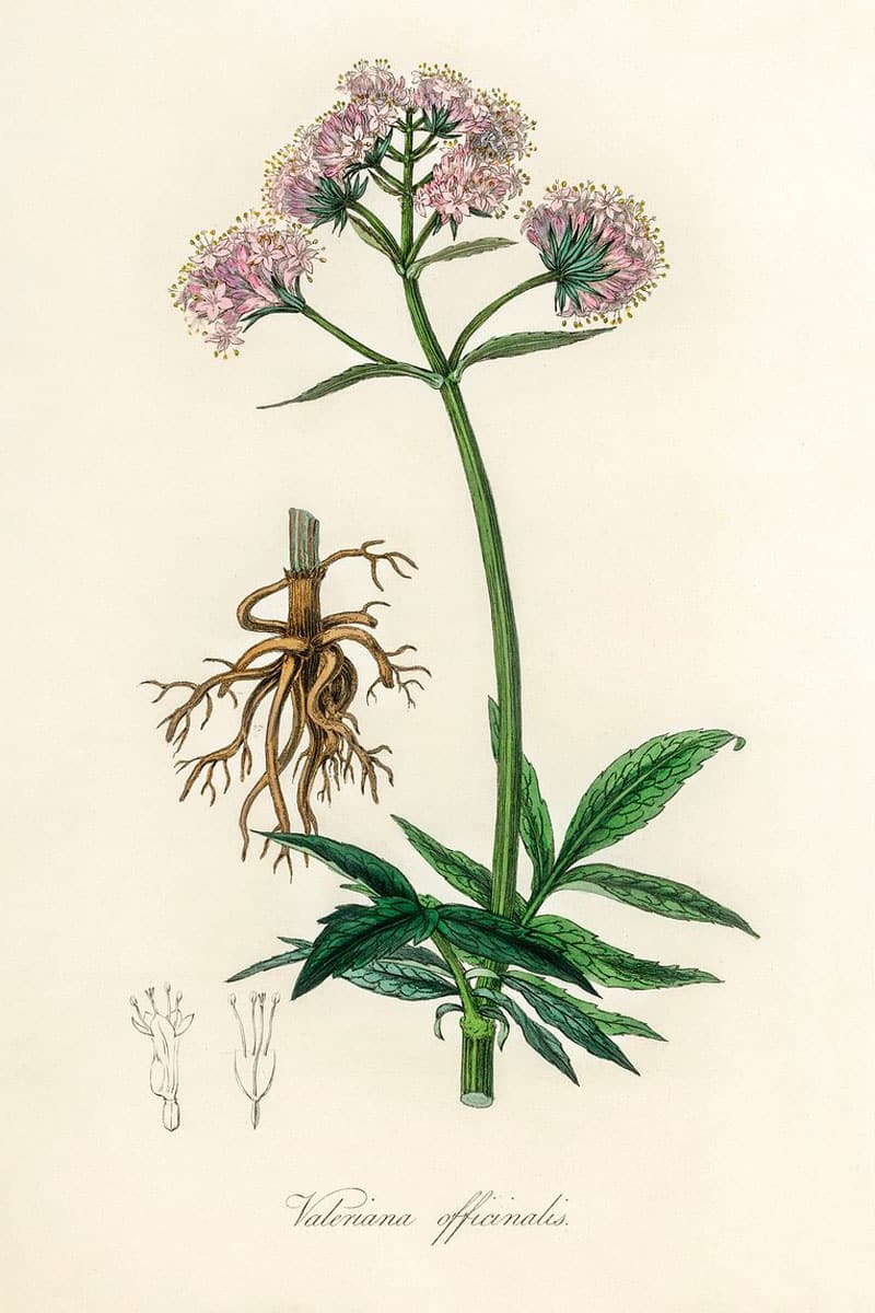 Valeriana officinalis