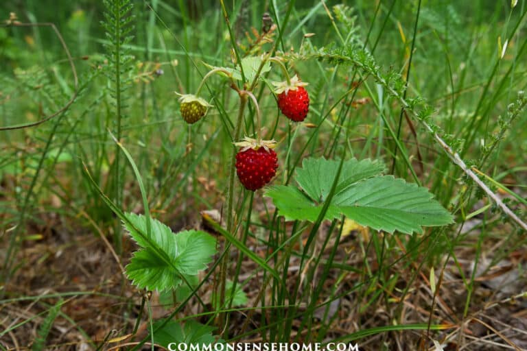 Wild Strawberries – Foraging, Growing, and Look-Alikes
