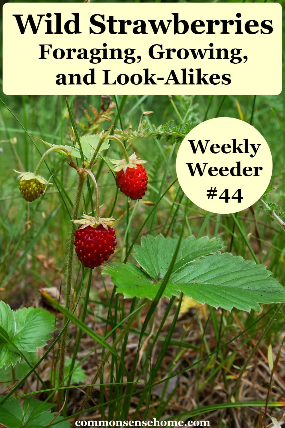 foraging wild strawberries