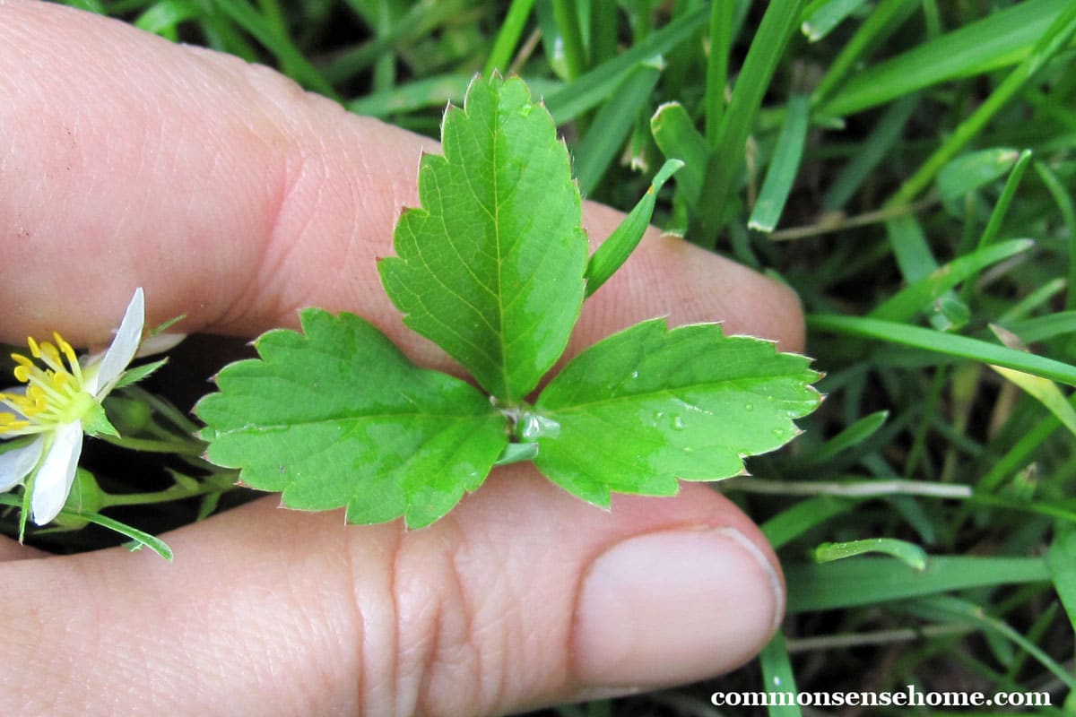 wild strawberry leaf