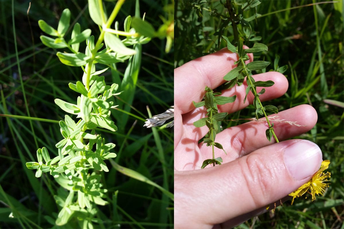 close up of Hypericum perforatum leaves