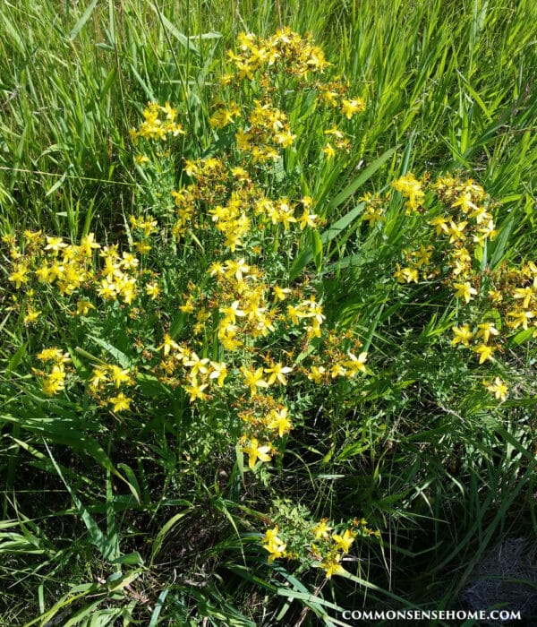 wild Hypericum perforatum plant in grassy meadow