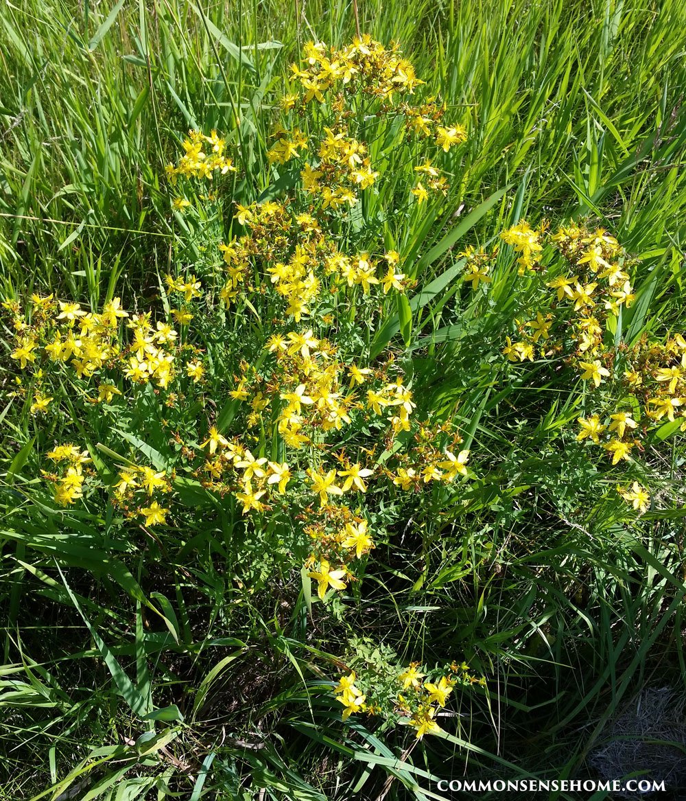 wild Hypericum perforatum plant in grassy meadow