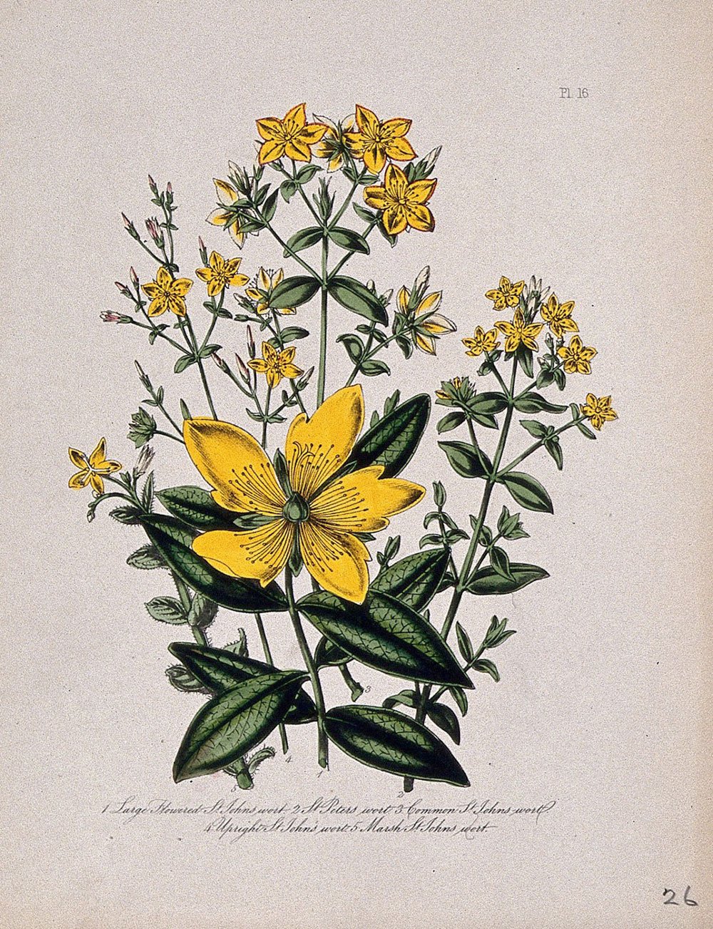 Hypericum perforatum herbal drawing