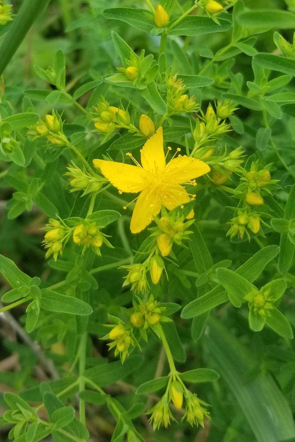 St John's wort in bloom