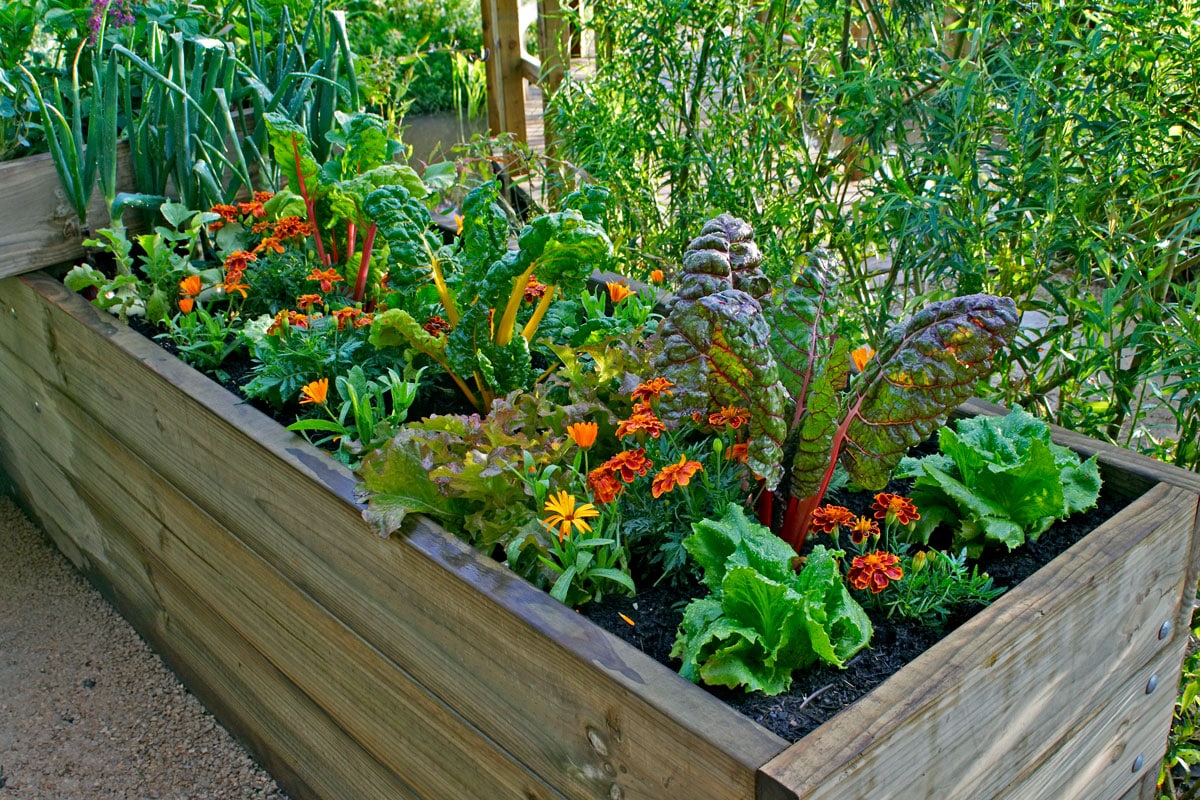 companion plants in small raised bed garden