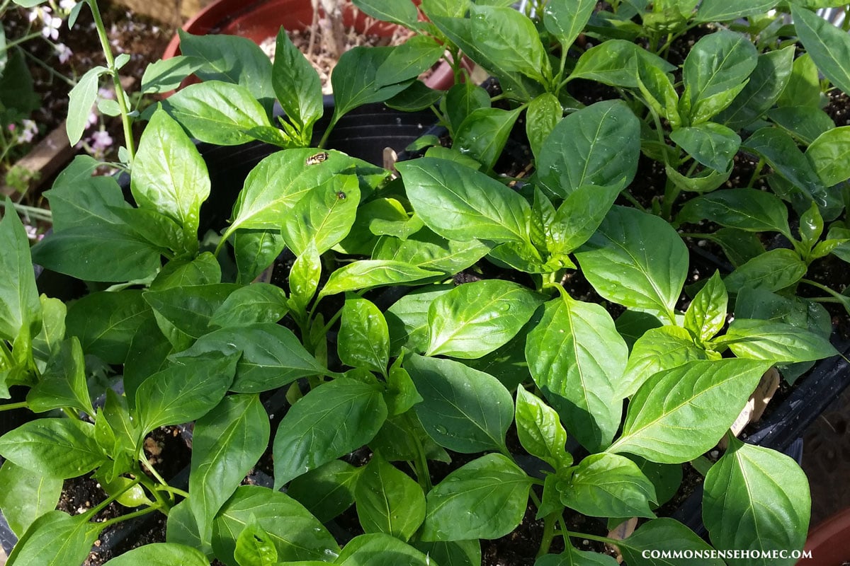 pepper seedlings