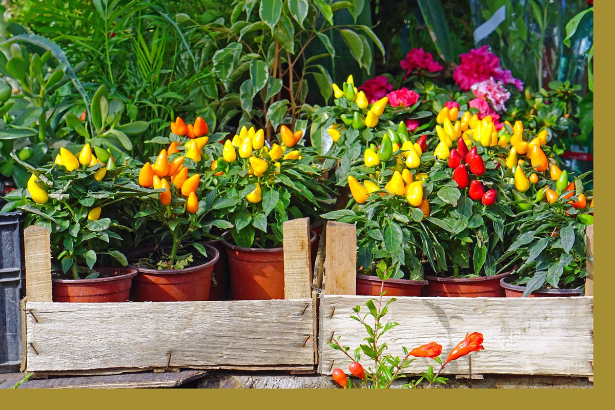 peppers and flowers in pots