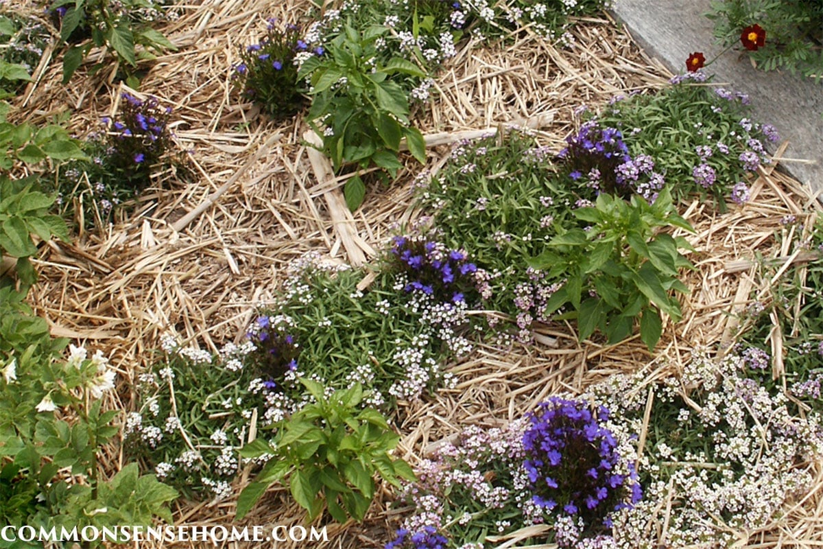 peppers with companion plants and straw mulch