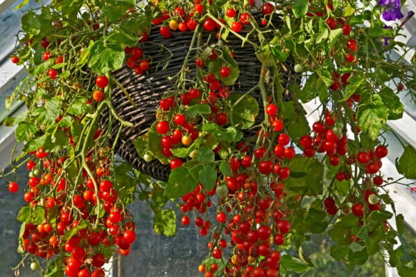 tomatoes in hanging basket