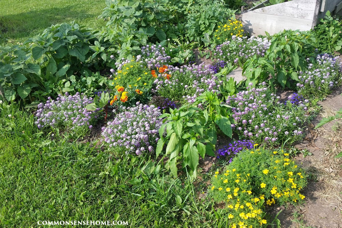 vegetable garden bed