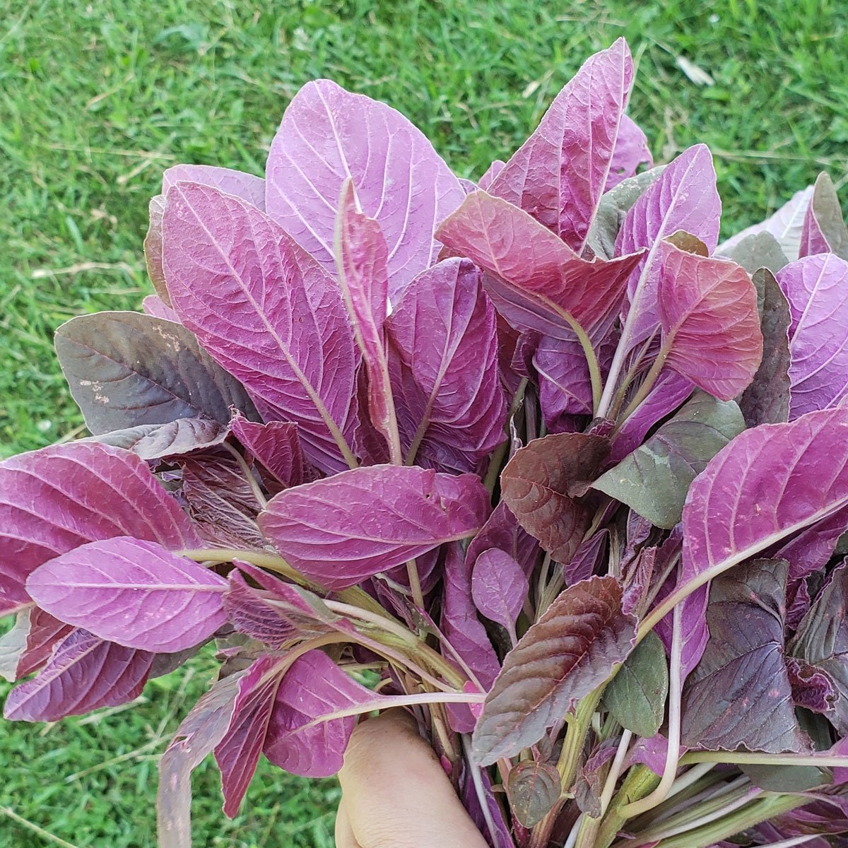 Joseph's coat amaranth greens