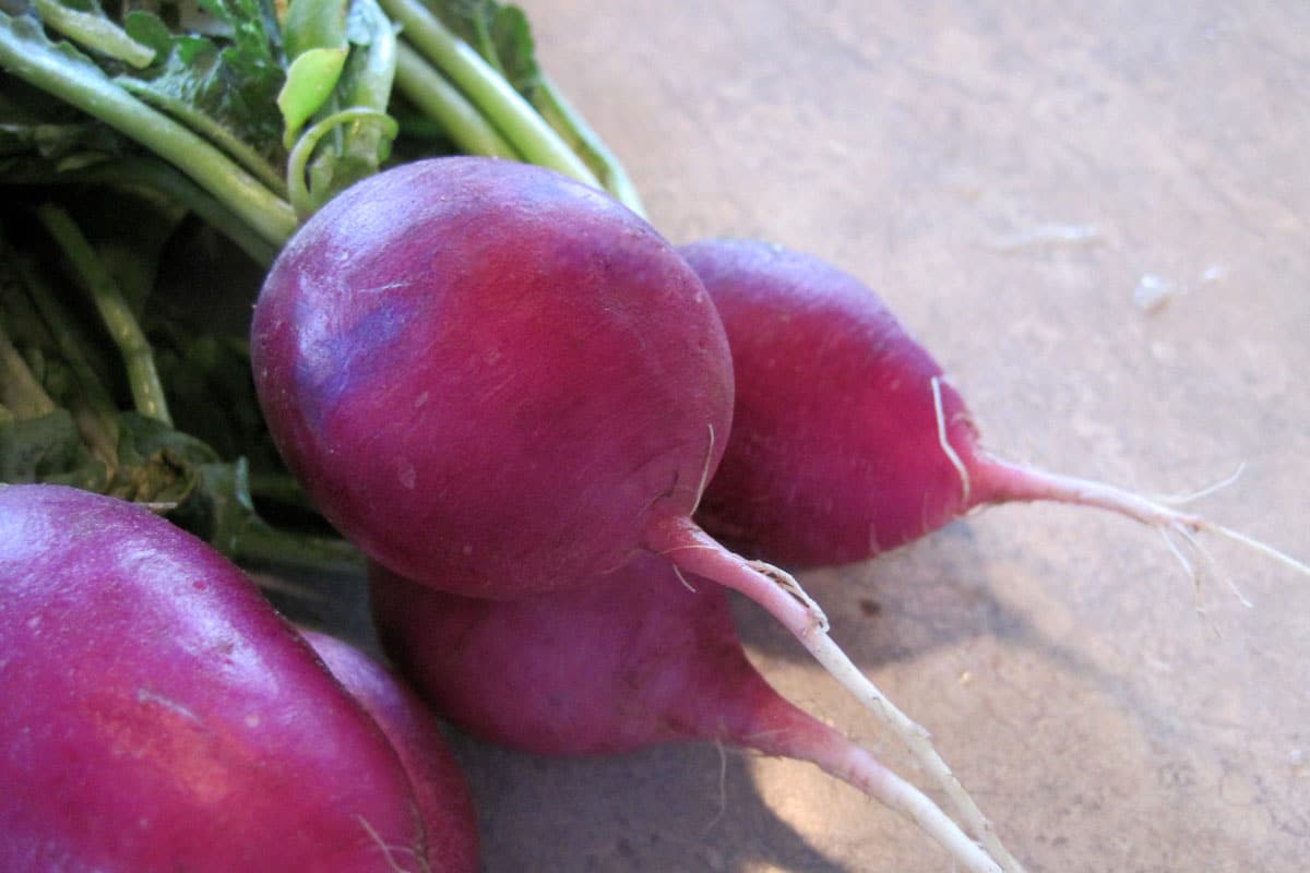 Plum purple radishes