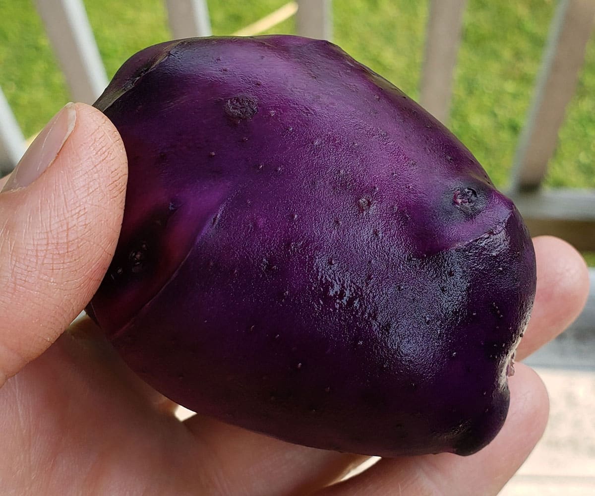 Purple Majesty potato