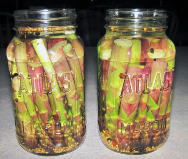 asparagus spears packed into mason jars