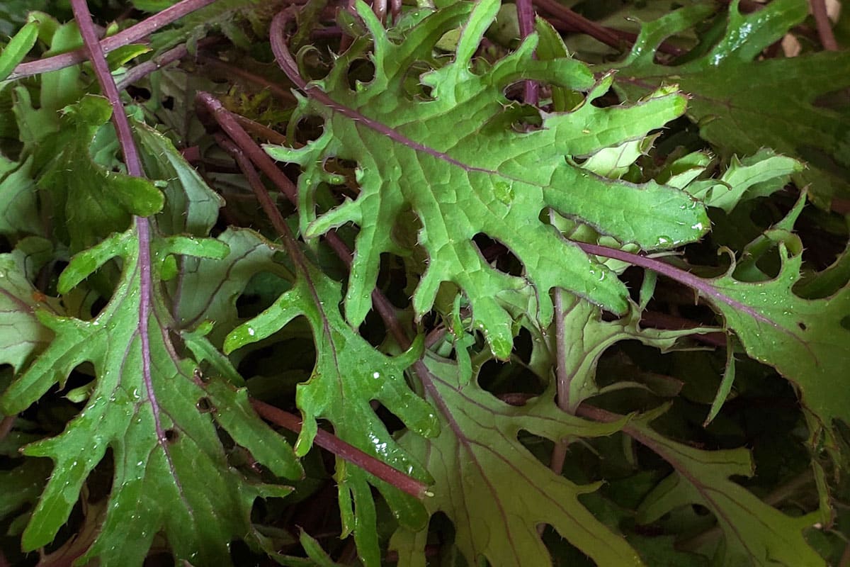 baby Red Russian kale