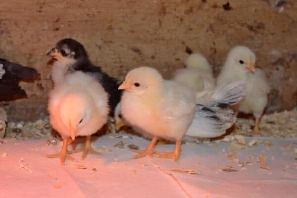 chicks in a brooder