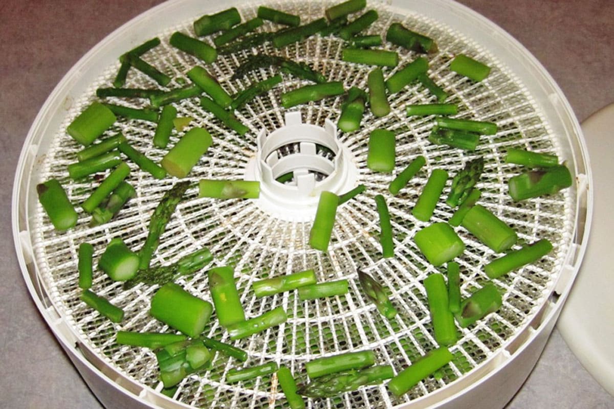 single layer of blanched asparagus on dehydrator tray