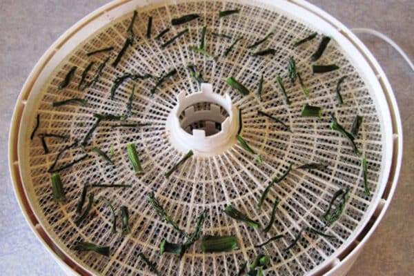 dried asparagus on dehydrator tray