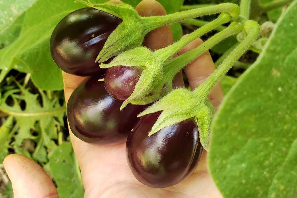 eggplant fruits