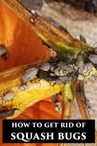 How to Get Rid of Squash Bugs