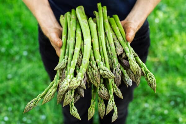 hands holding bundle of fresh asparagus