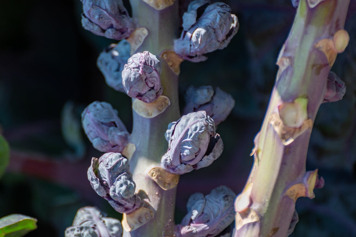 Harvesting of purple brussels sprouts