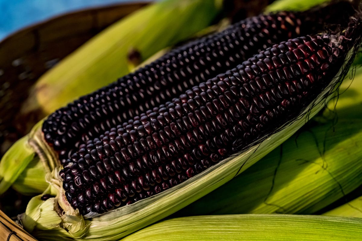 purple corn