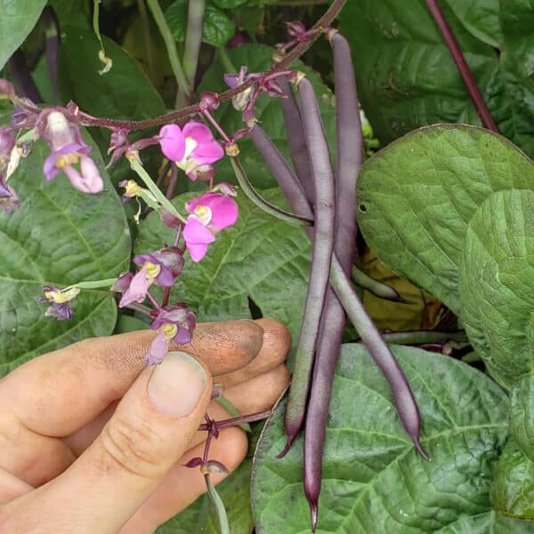 purple podded pole beans