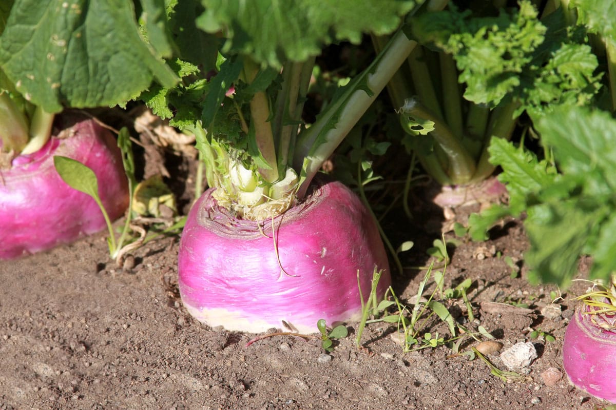 purple topped turnips