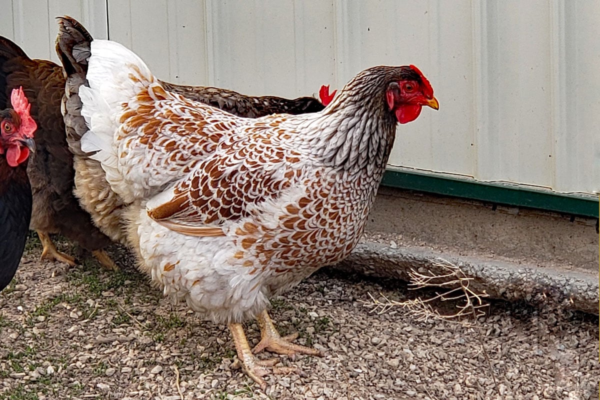 backyard chicken - Blue Laced Red Wyandotte