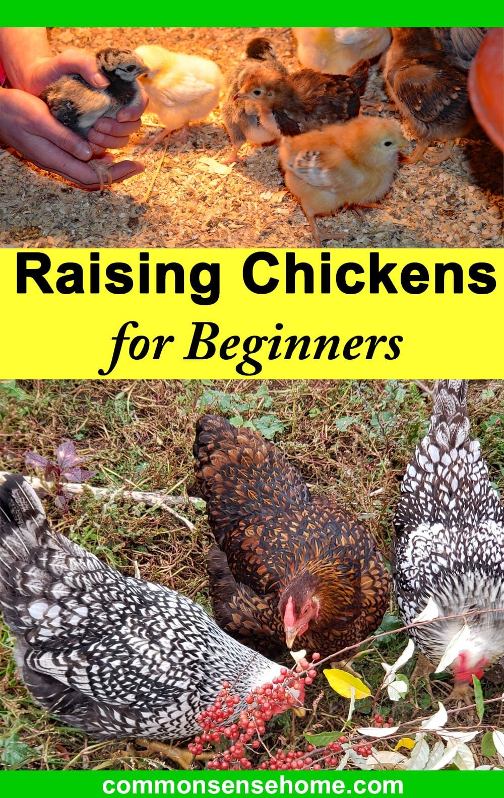 raising chickens for beginners