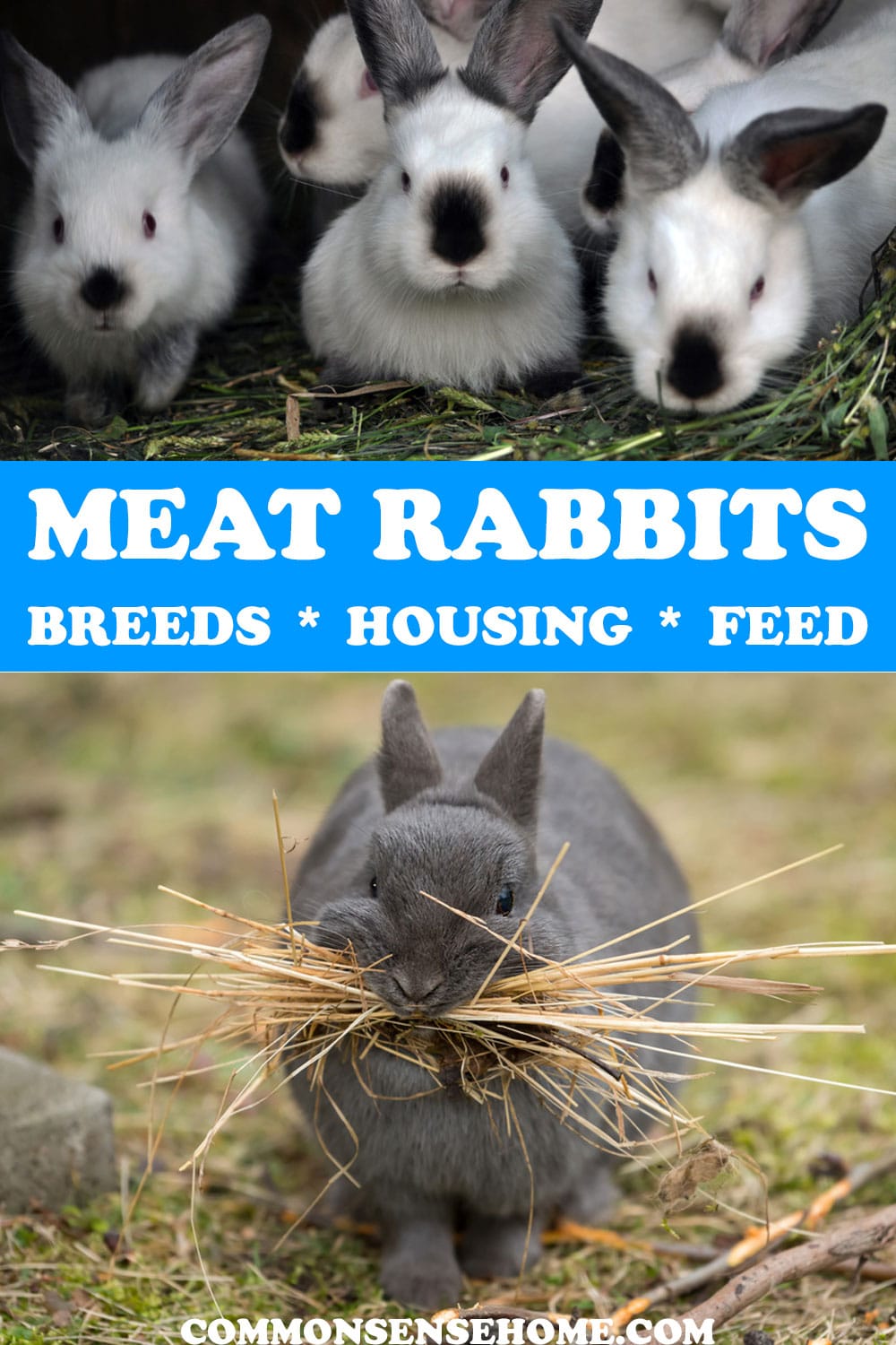 meat rabbits