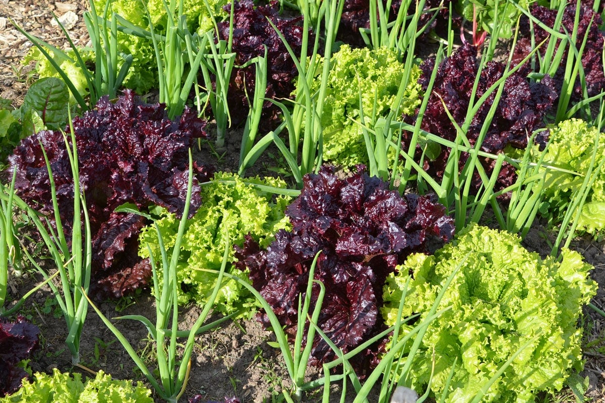 red and green lettuce plants interplanted with onions