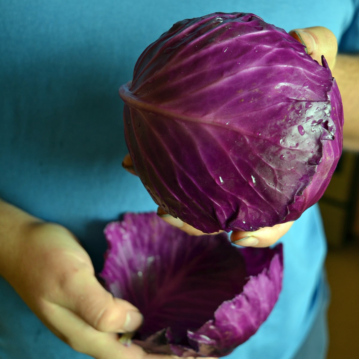 red cabbage