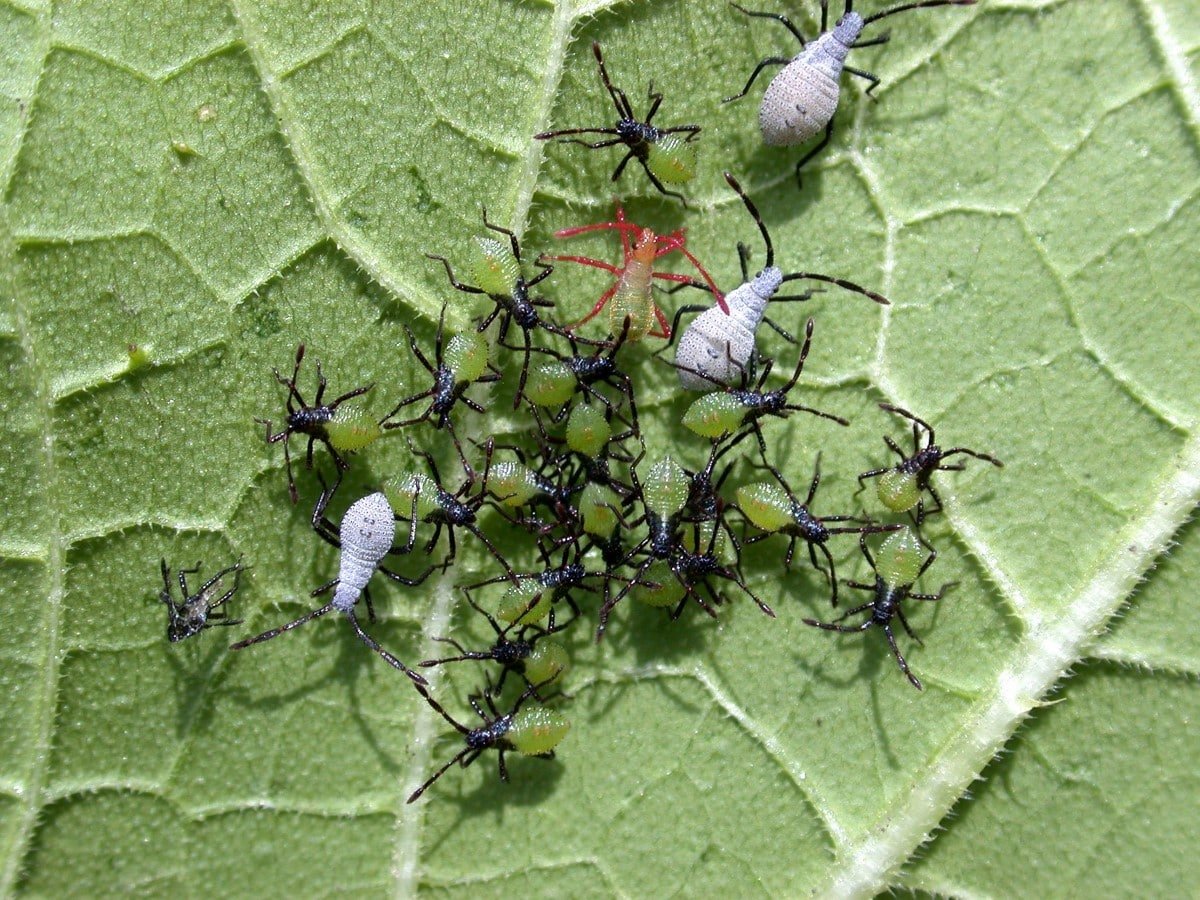 nymphs in various stages of development