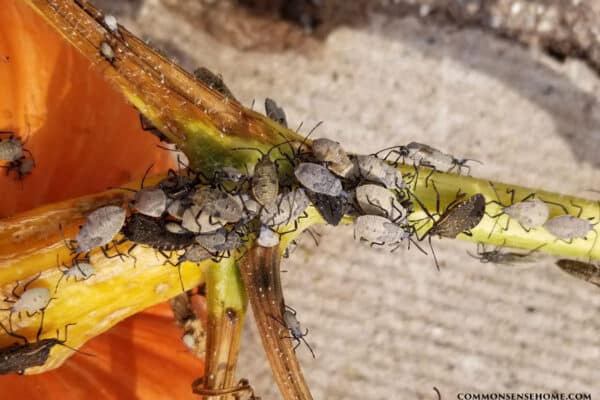 Squash bugs (Anasa tristis) on pumpkin vine