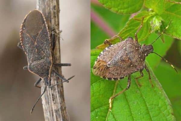 squash bug and stink bug comparison