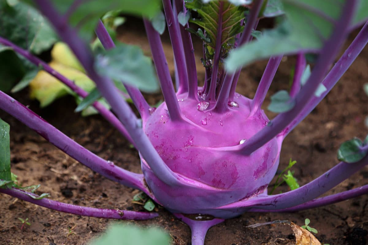 violet kohlrabi