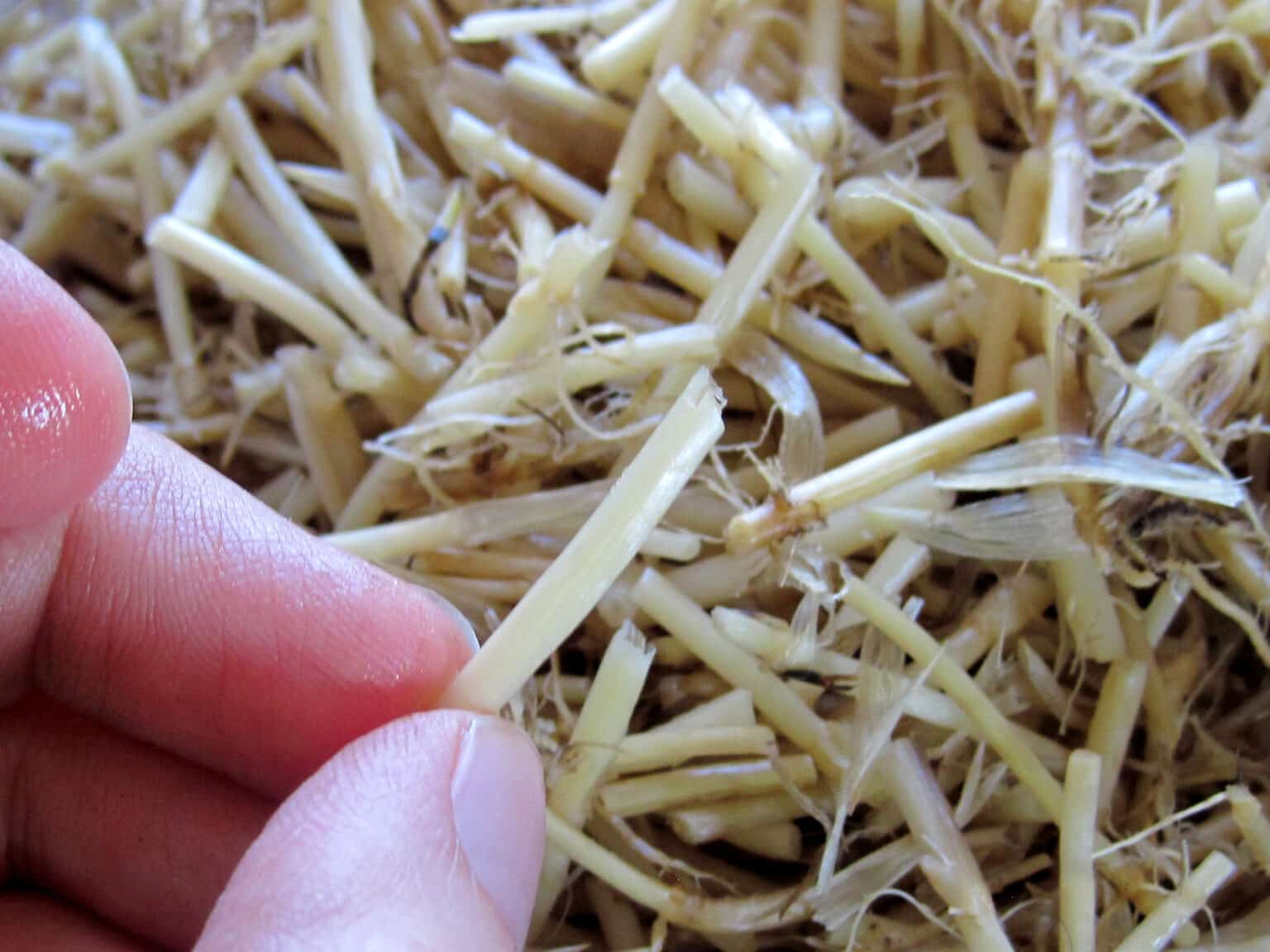 Quackgrass Identification, Control, and Uses