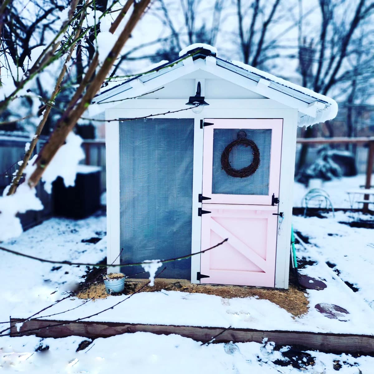 chicken coop with pink Dutch door