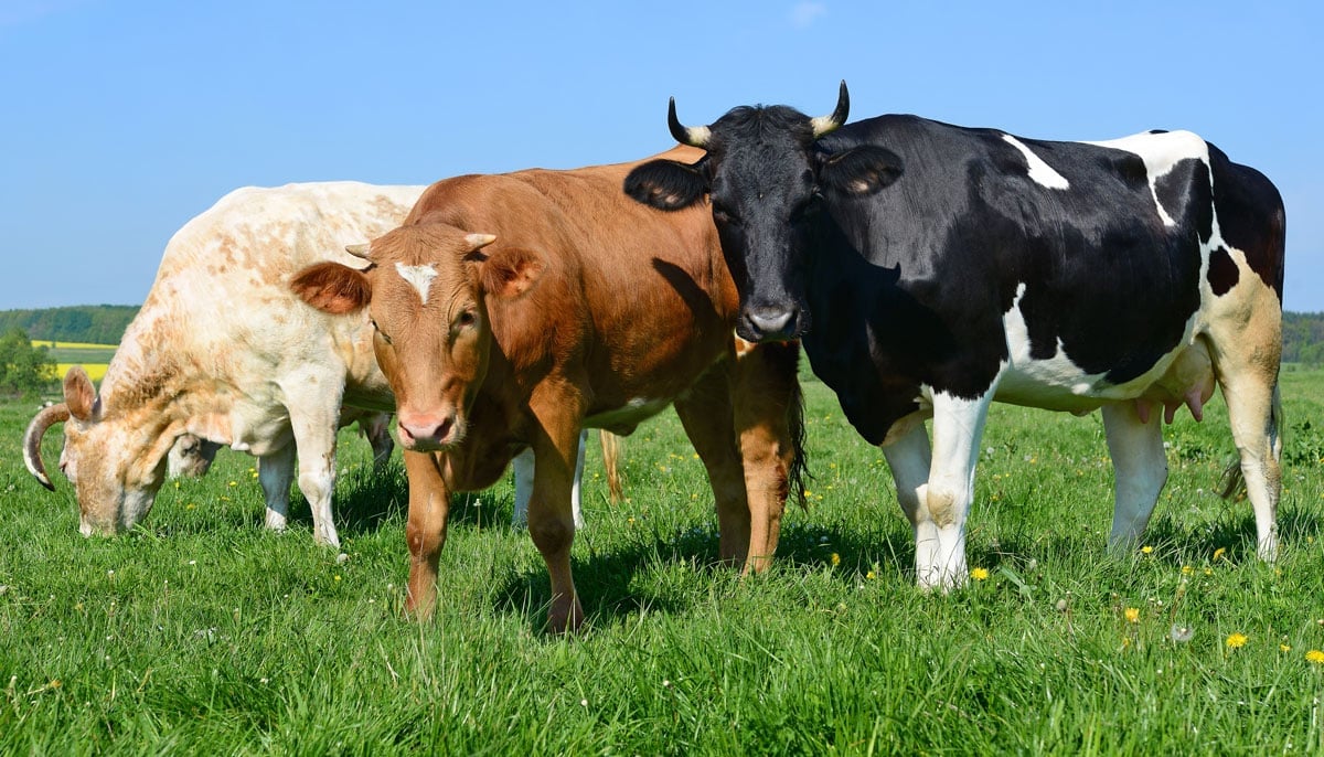 cows on pasture