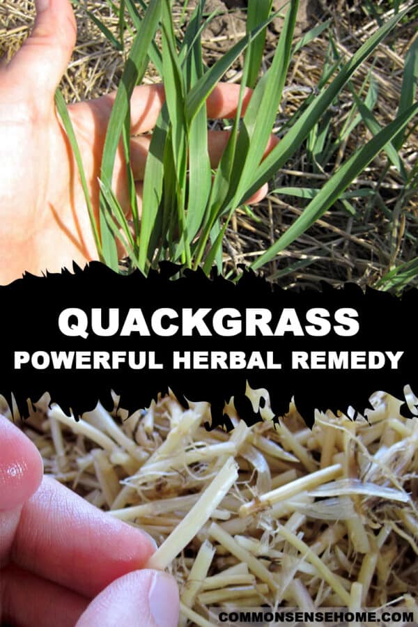quackgrass - powerful herbal remedy