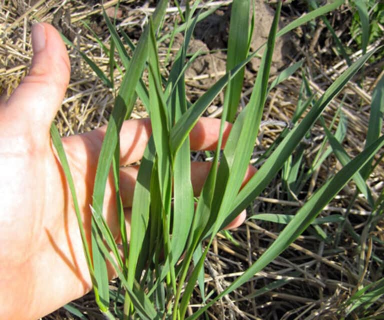Quackgrass – Identification, Control, and Uses