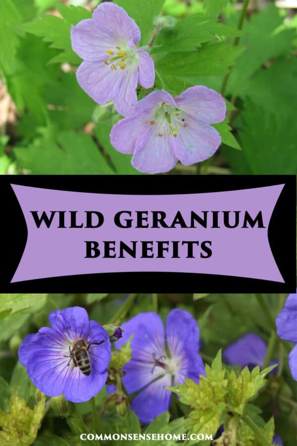 wild geranium benefits