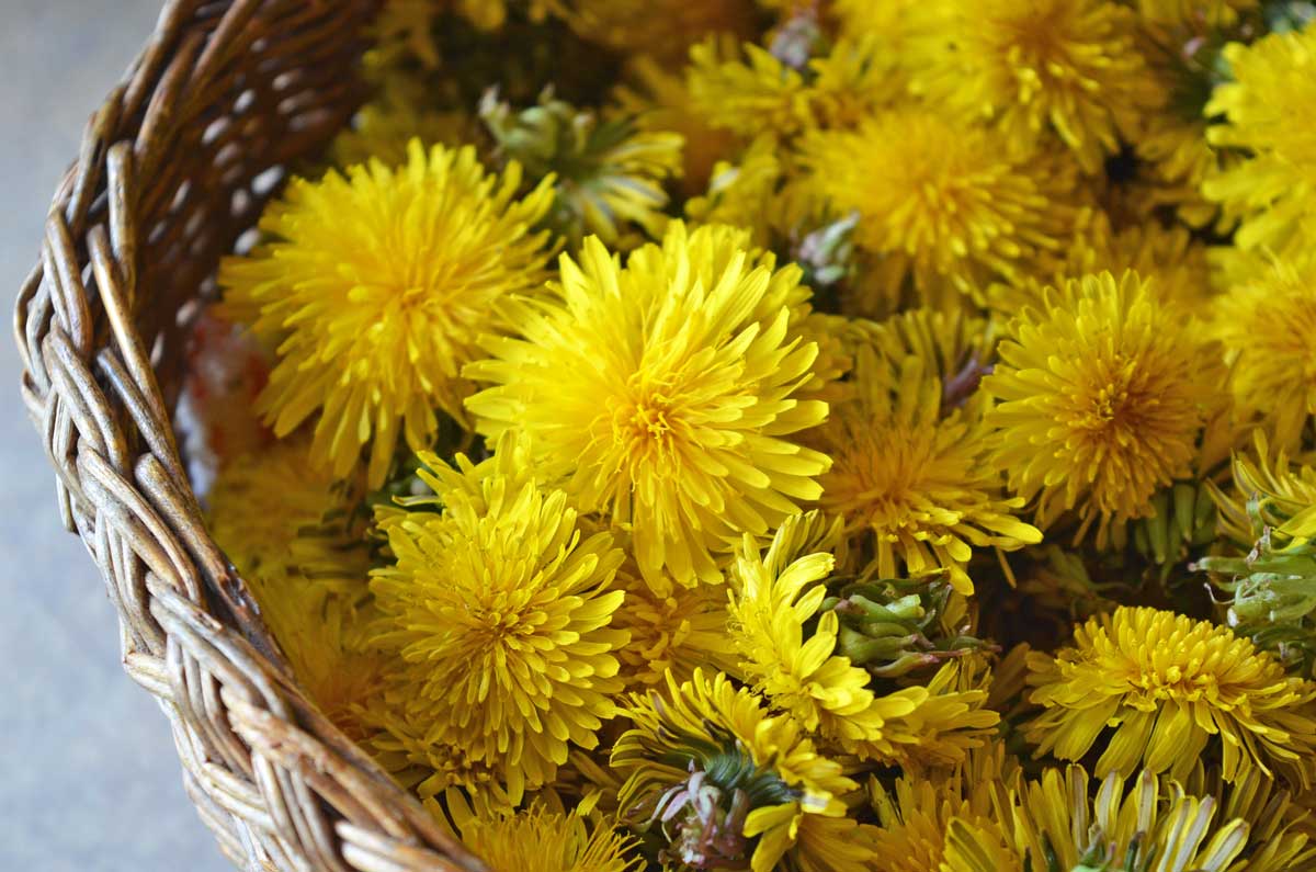 basket of dandelion flowers