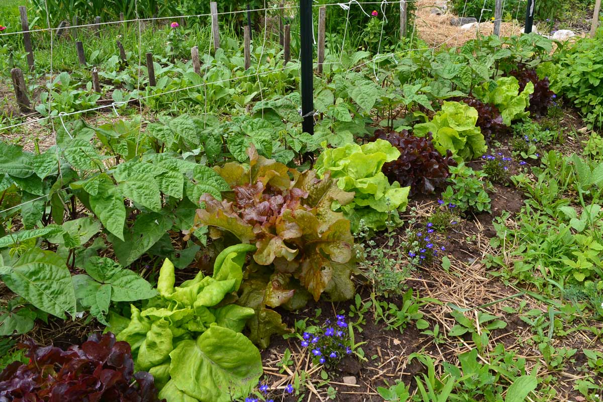 regenerative garden with biodiverse plantings