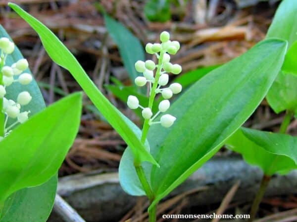 Maianthemum canadense plant