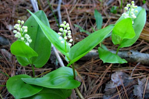 Canada Mayflower, Maianthemum canadense